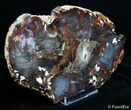 Fabulous Hubbard Basin Petrified Wood Slab #2749-2